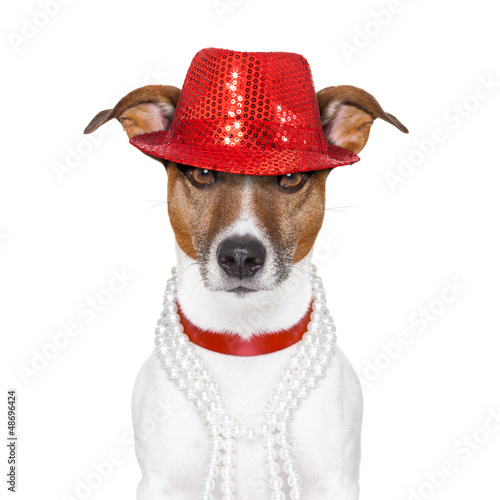 Photo: funny dog funny dog