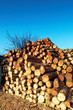 Firewood combined in a woodpile.