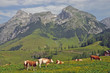 Kühe bei Werfenweng