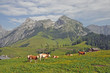 Kühe bei Werfenweng
