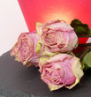 getrockene Rosen