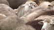 sheeps on the farm 6