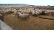 sheeps on the farm 5