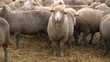 sheeps on the farm 1