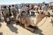 Photo: dromedario al mercato in Africa dromedario al mercato in Africa