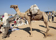 Photo: dromedario al mercato in Africa dromedario al mercato in Africa