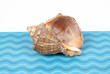 sea shell