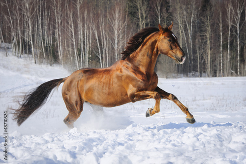 Photo: Golden red horse runs gallop in winter time Golden red horse runs gallop in winter time