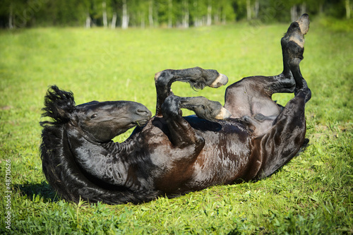 Photo: Black horse rolls on the grass Black horse rolls on the grass