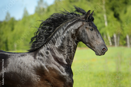 Photo: Black horse portrait in motion Black horse portrait in motion