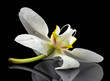 Foto: White orchid blossom White orchid blossom