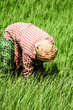 Rural woman working in rice plantation, Myanmar