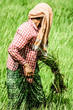 Rural woman working in rice plantation, Myanmar