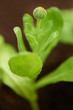 Budding greenery
