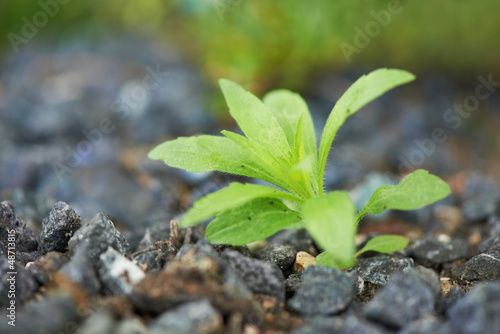 Photo: Hardy plant in a harsh environment Hardy plant in a harsh environment