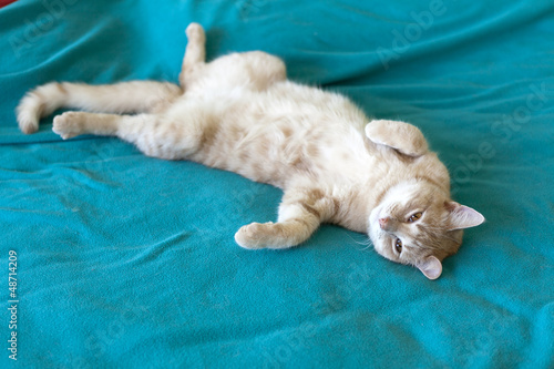 Photo: Young Cat in the bed Young Cat in the bed
