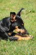 Mischlingshund