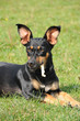 Mischlingshund