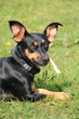 Mischlingshund