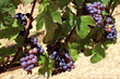 Vignes