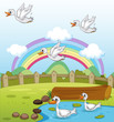 Ducks and a rainbow