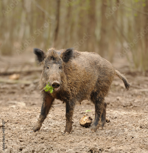 Photo: Wild boar in forest Wild boar in forest