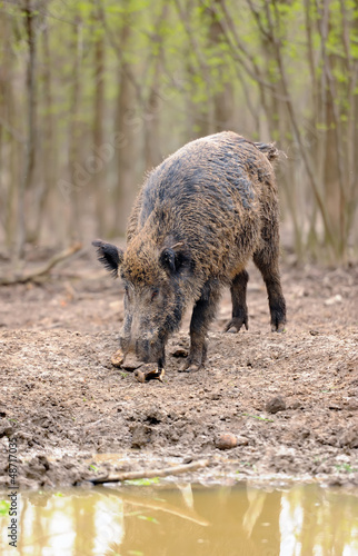 Photo: Wild boar in forest Wild boar in forest