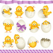 Vector: Easter eggs chicks Easter eggs chicks