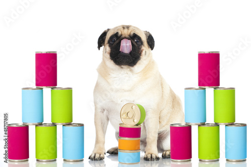 Photo: Pug - Mops Pug - Mops