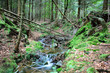 Forest stream