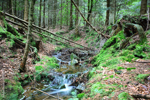 Photo: Forest stream Forest stream