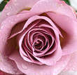 Photo: Schöne, violette Rose Schöne, violette Rose