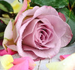 Purple rose