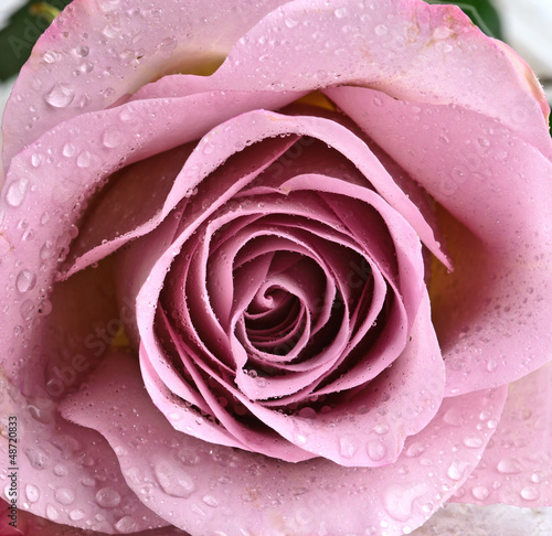 Photo: Schöne, violette Rose Schöne, violette Rose