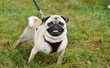 Pug On The Leash