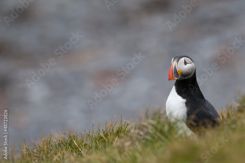 Photo: An isolated Puffin portrait in Iceland An isolated Puffin portrait in Iceland