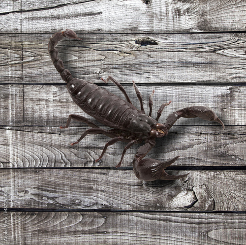 Photo: scorpione selvatico scorpione selvatico