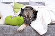 Foto: Hund auf Sofa mit Kissen und Decke Hund auf Sofa mit Kissen und Decke