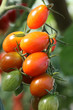 Tomatenrispe