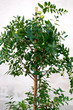 Jujube tree in front of the wall