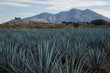 Agaves