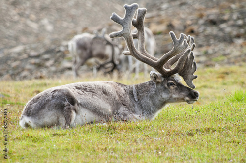 Photo: Reindeer resting in Svaldard Island Reindeer resting in Svaldard Island