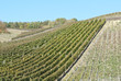 Wine Field