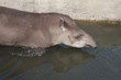 Animale - Tapiro