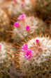 Kaktusblüte