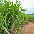 Sugarcane and road to the plant.