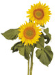 Girasoli