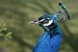 Animale - Pavone