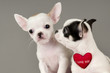 Two Chihuahua puppies.