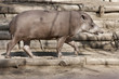 Animale - Tapiro